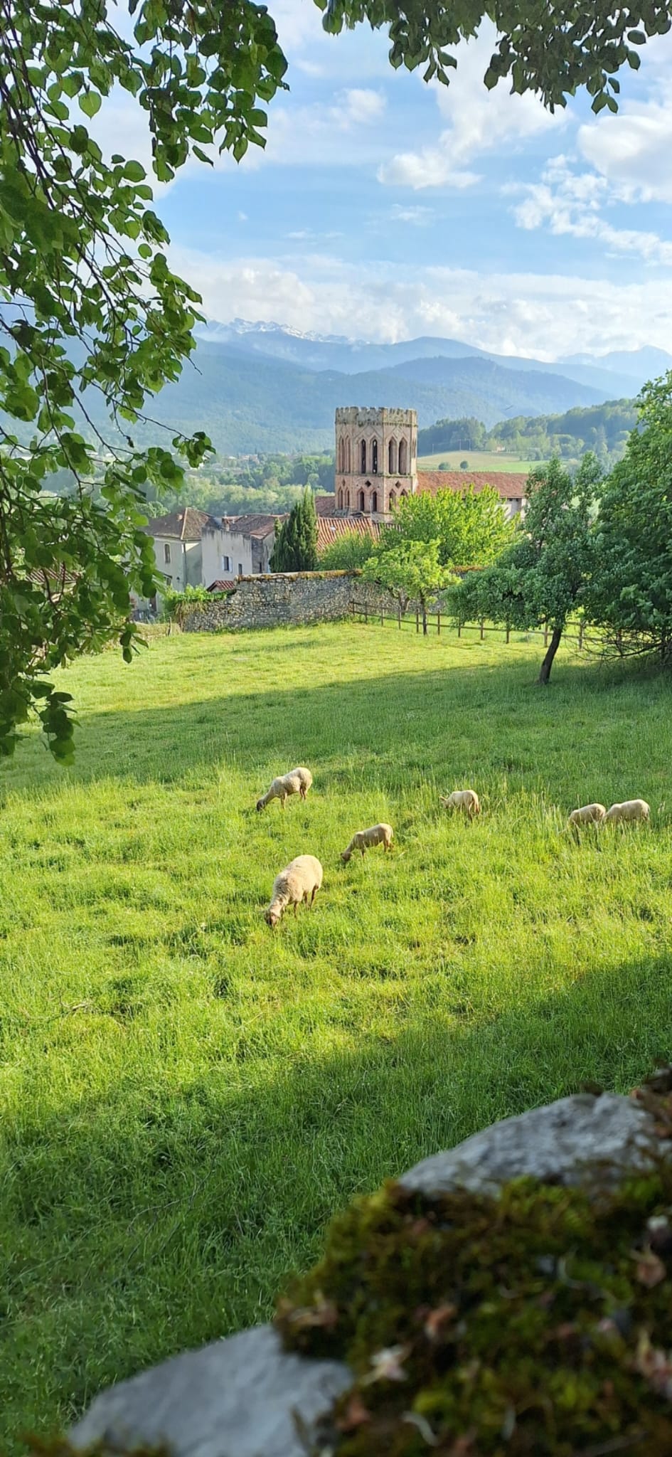 Saint-Lizier — prairie, moutons et la cathédrale